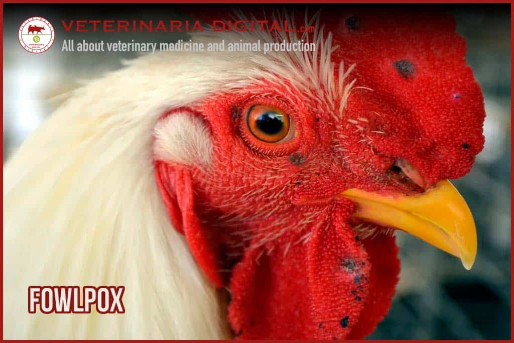 FOWLPOX. Viral disease in chickens, turkeys, and many other birds