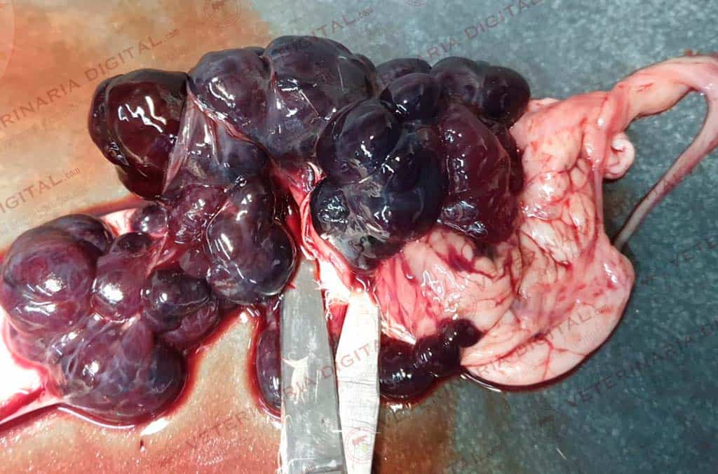 Hemorragias en aparato reproductor en enfermedad de Newcastle