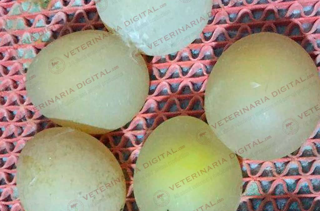 Huevos en fárfara por adenovirus
