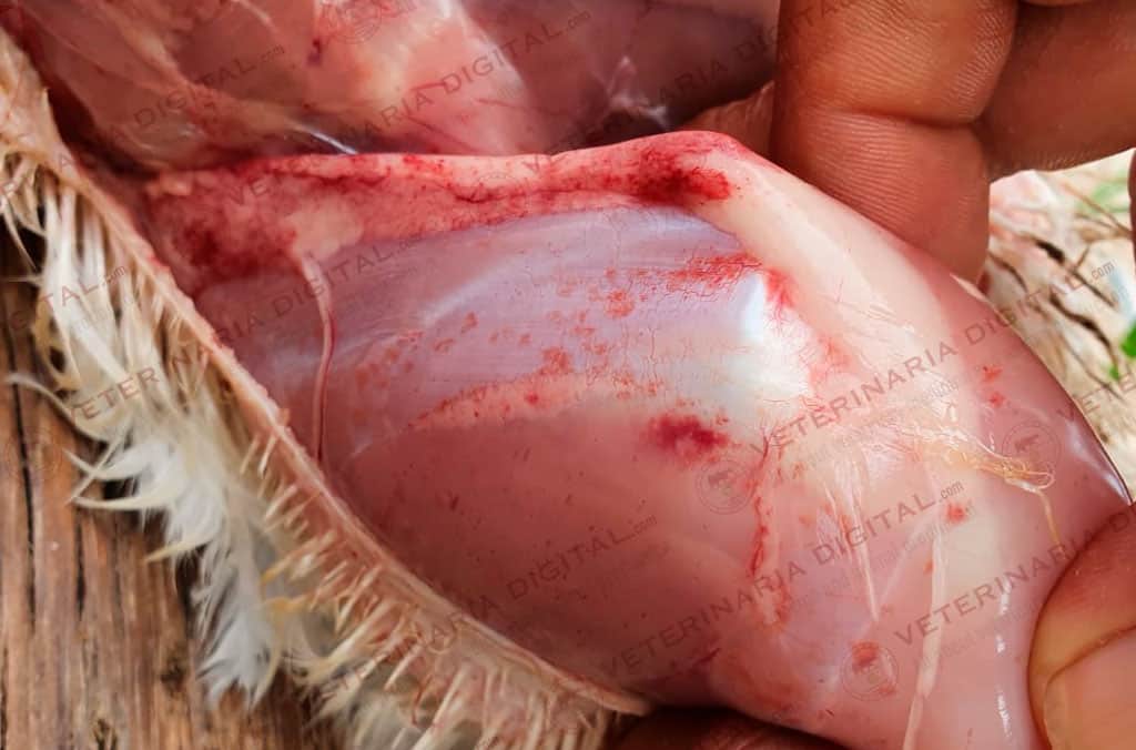 Septicemia aviar y petequias en grasa