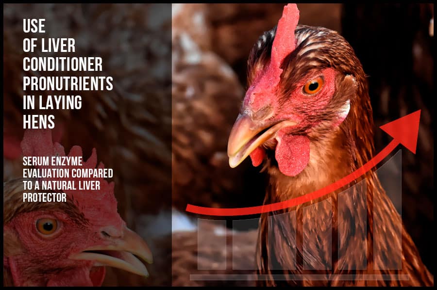 Use of liver conditioner pronutrients in laying hens