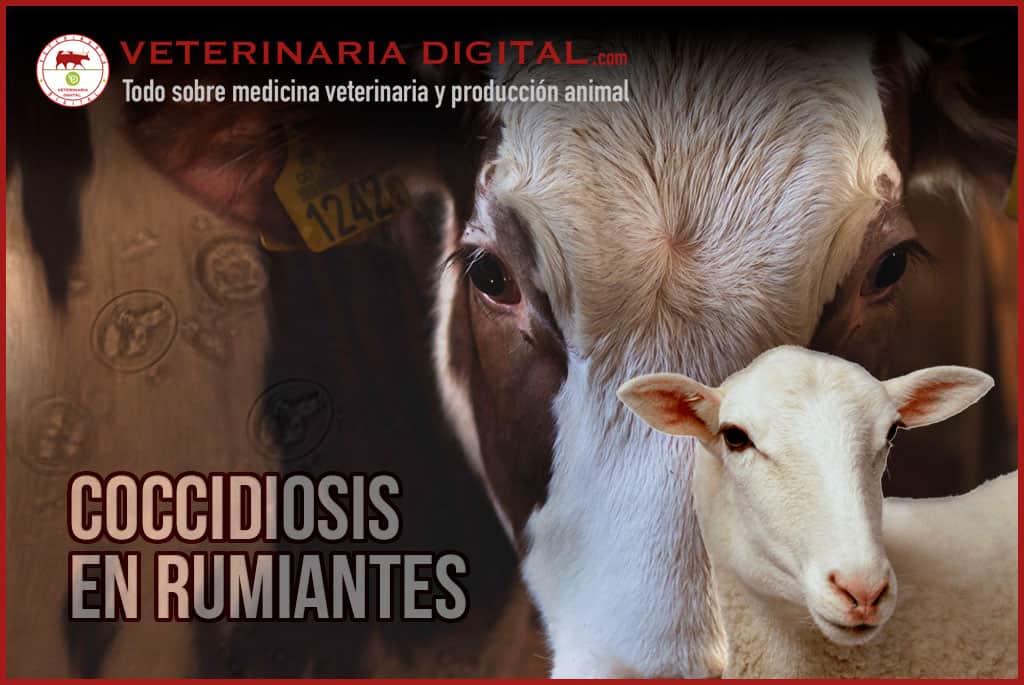 Coccidiosis en rumiantes