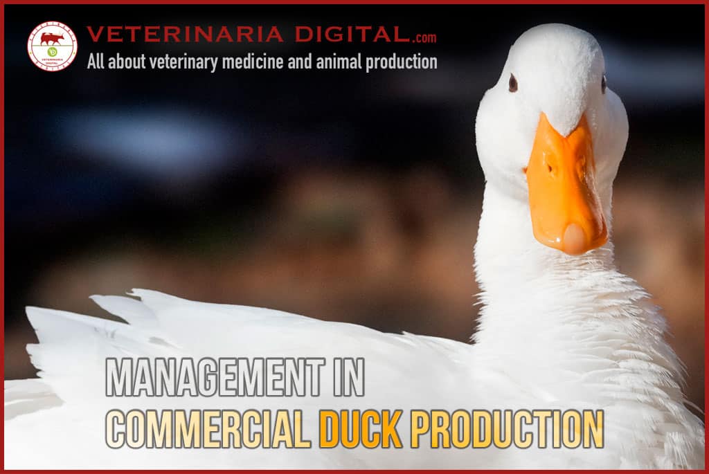 Management in commercial duck production