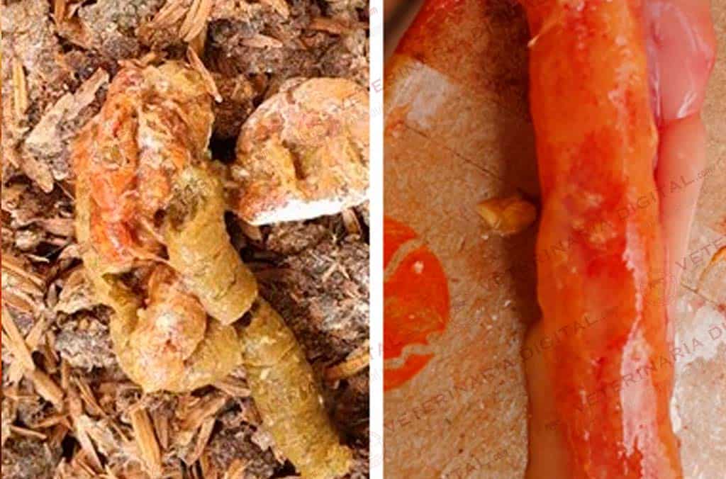 Orangeish feces caused by trichothecenes