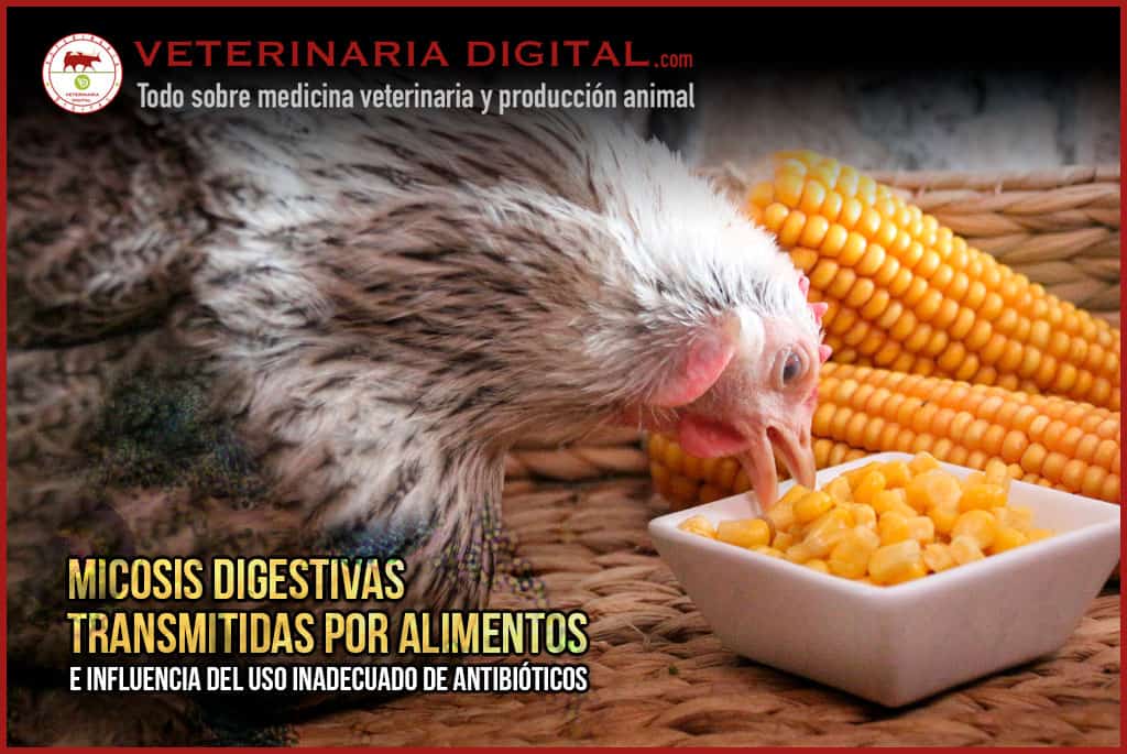 Micosis digestivas transmitidas por alimentos e influencia del uso inadecuado de antibióticos
