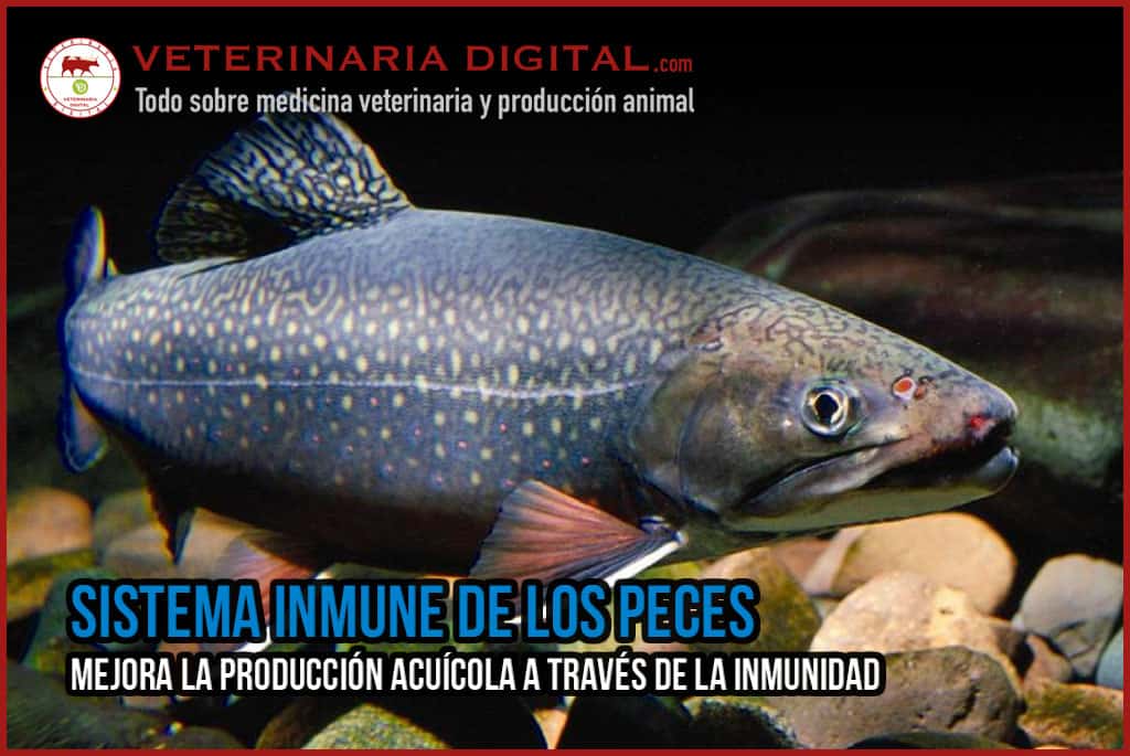 El sistema inmune de los peces: mejora la producción acuícola a través de la inmunidad