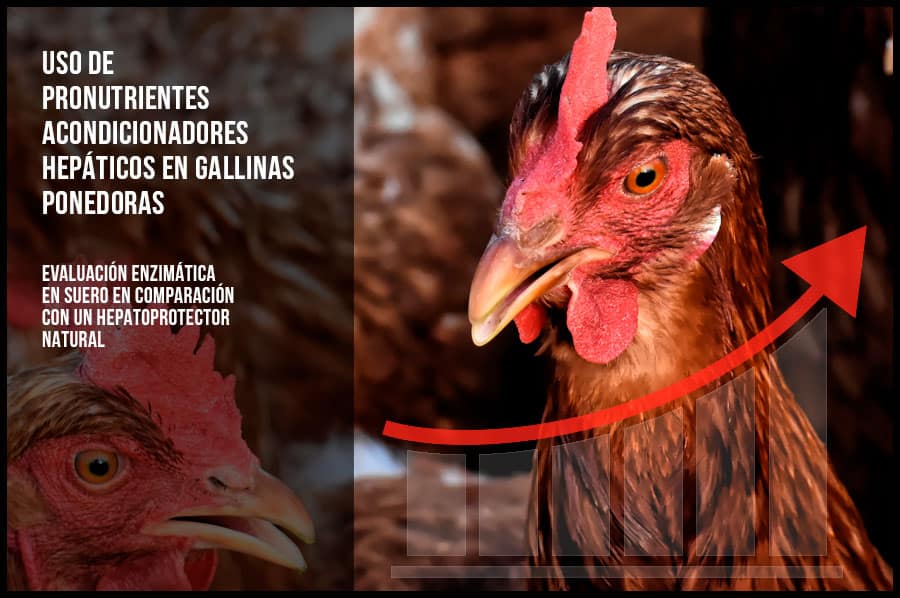Uso de pronutrientes acondicionadores hepáticos en gallinas ponedoras