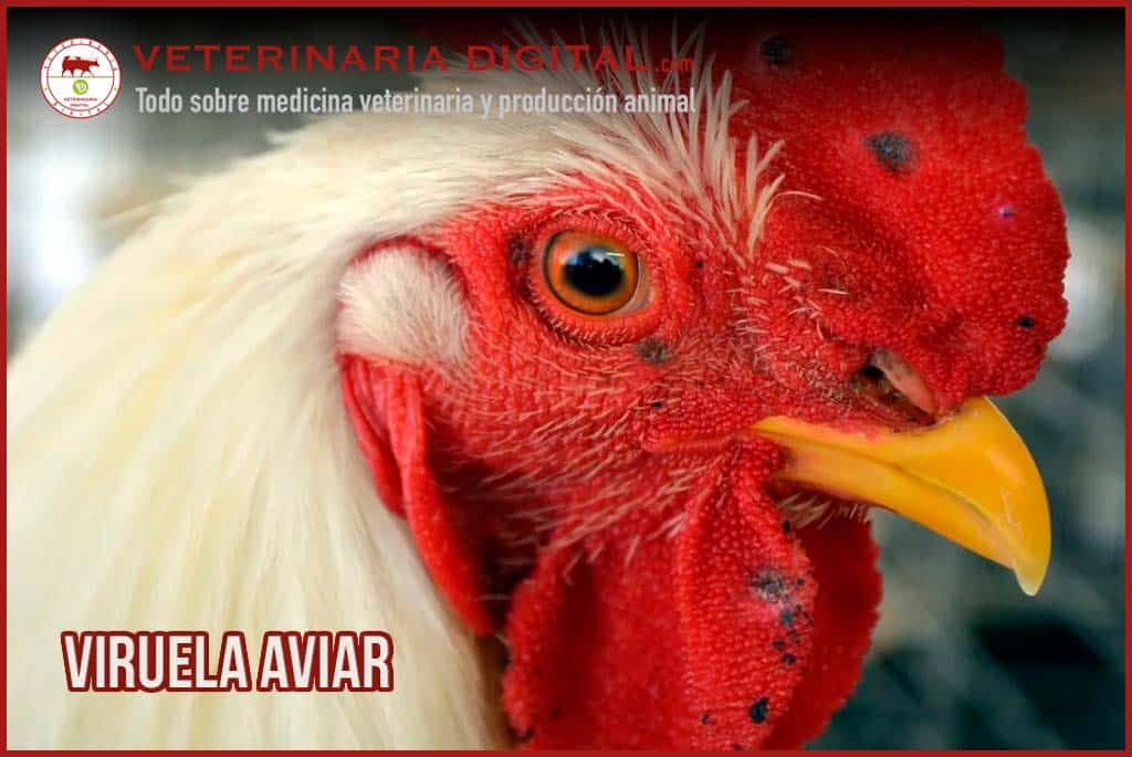 Viruela aviar. Enfermedad viral en gallinas, pavos y muchas otras aves