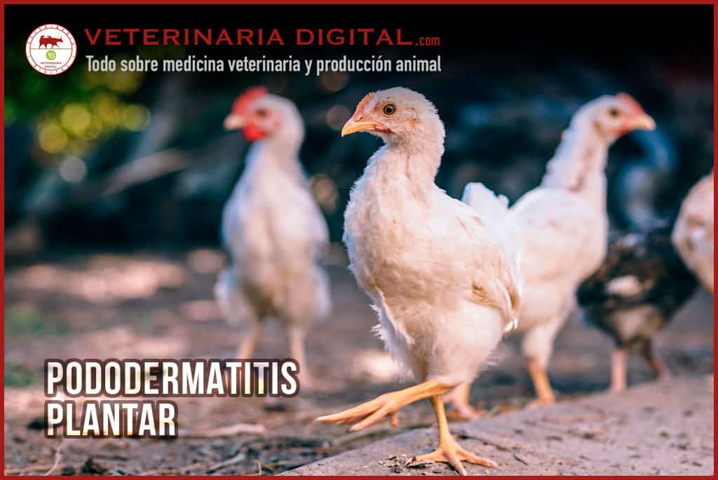 Pododermatitis plantar en aves