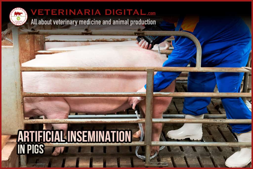 Artificial insemination in pigs
