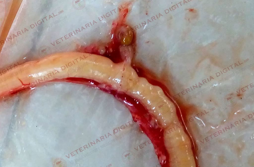 Meckel’s diverticulum in broilers