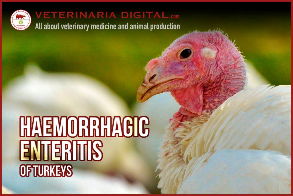 Haemorrhagic enteritis of turkeys