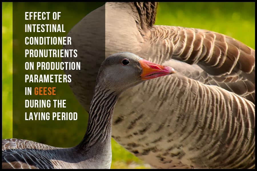 Effect of intestinal conditioner pronutrients on production parameters in geese during the laying period