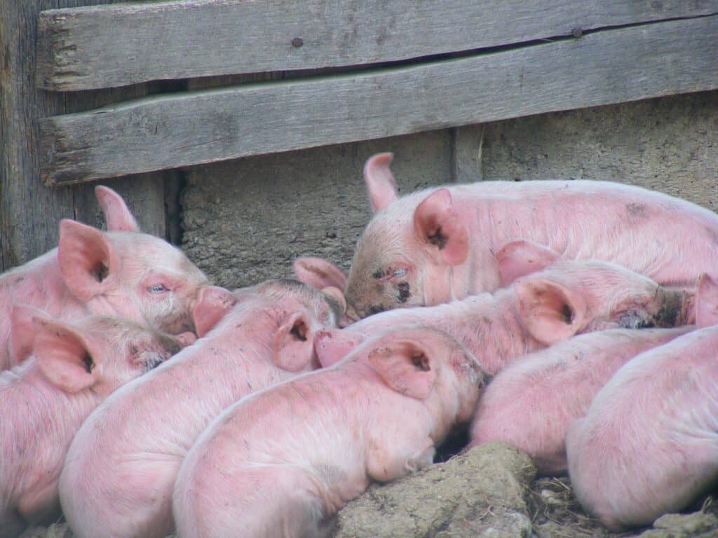 Essential product to prevent swine influenza