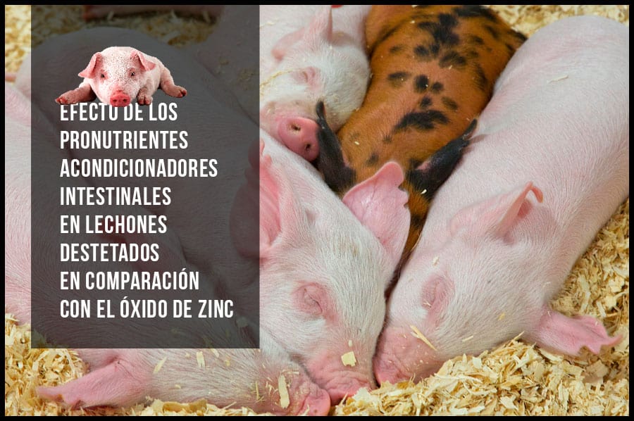 Efecto de los pronutrientes acondicionadores intestinales comparado con el óxido de zinc en lechones destetados