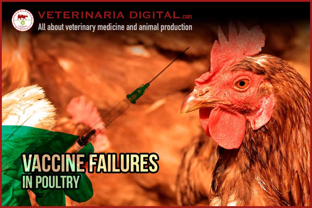 Vaccine failures in poultry