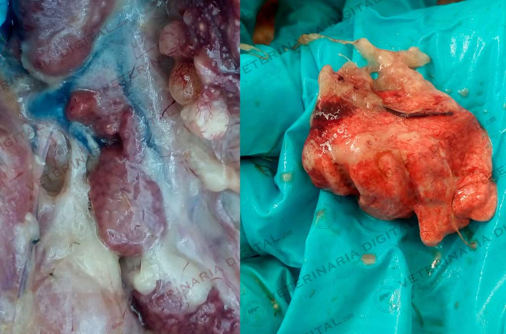 Lung and kidneys affected by IBV in hens