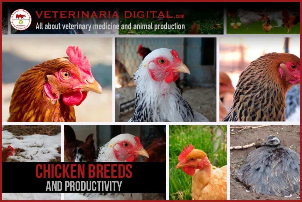 Chicken breeds and productivity