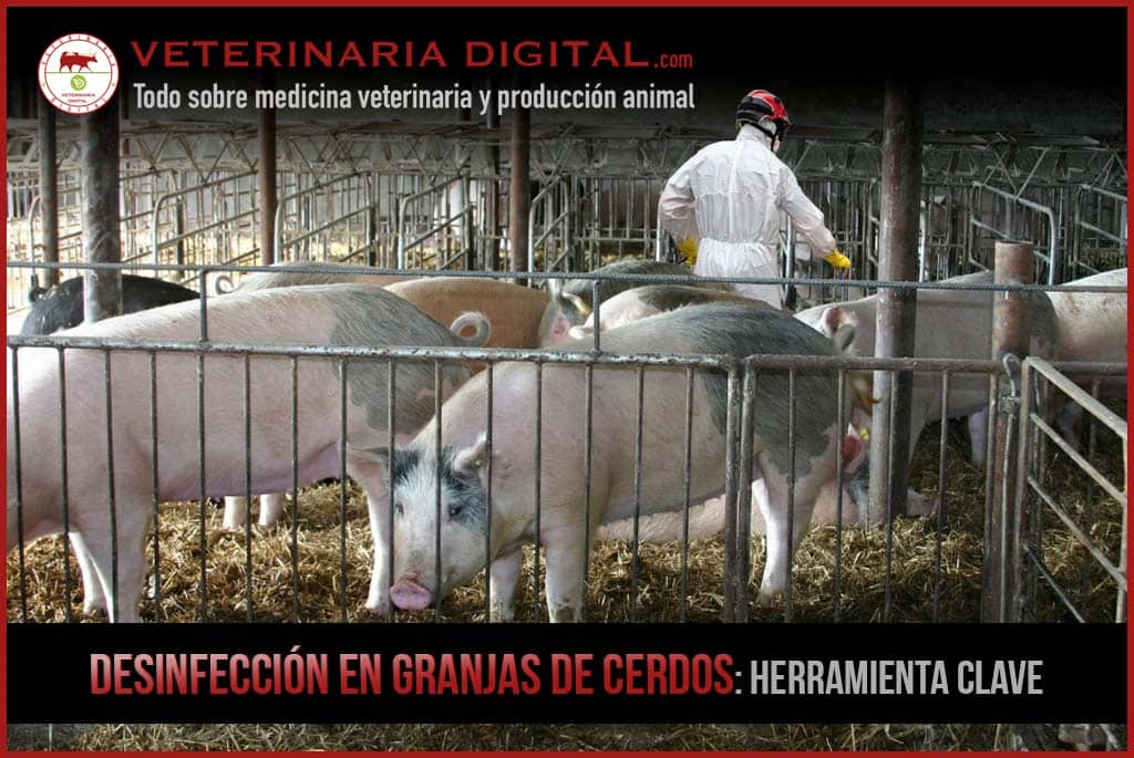 Desinfección en granjas de cerdos: herramienta clave