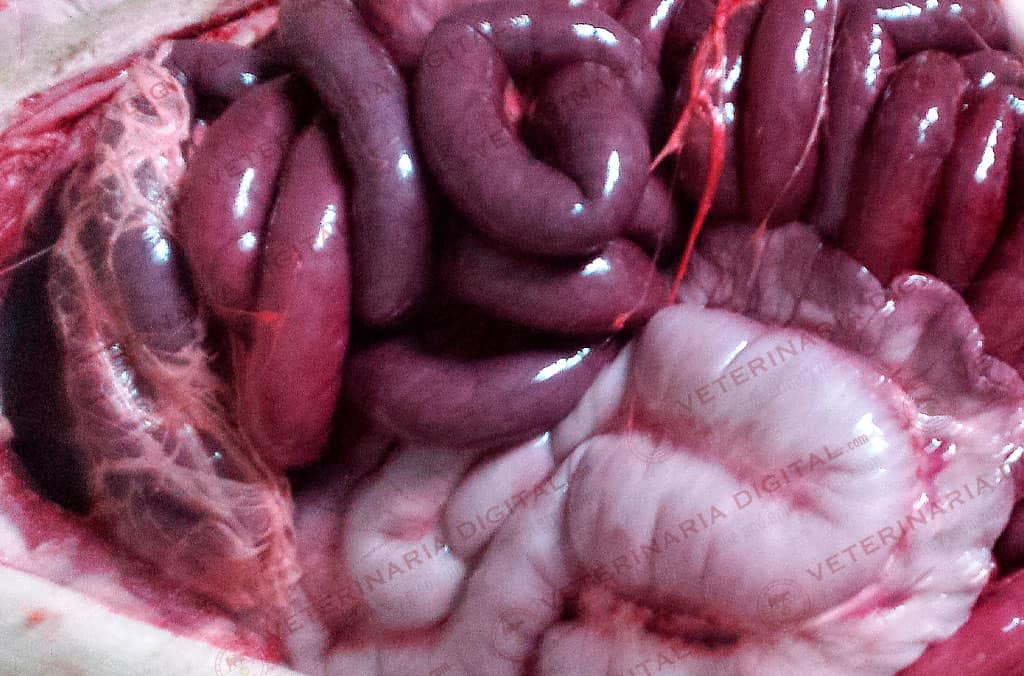 Enteritis hemorrágica en cerdos