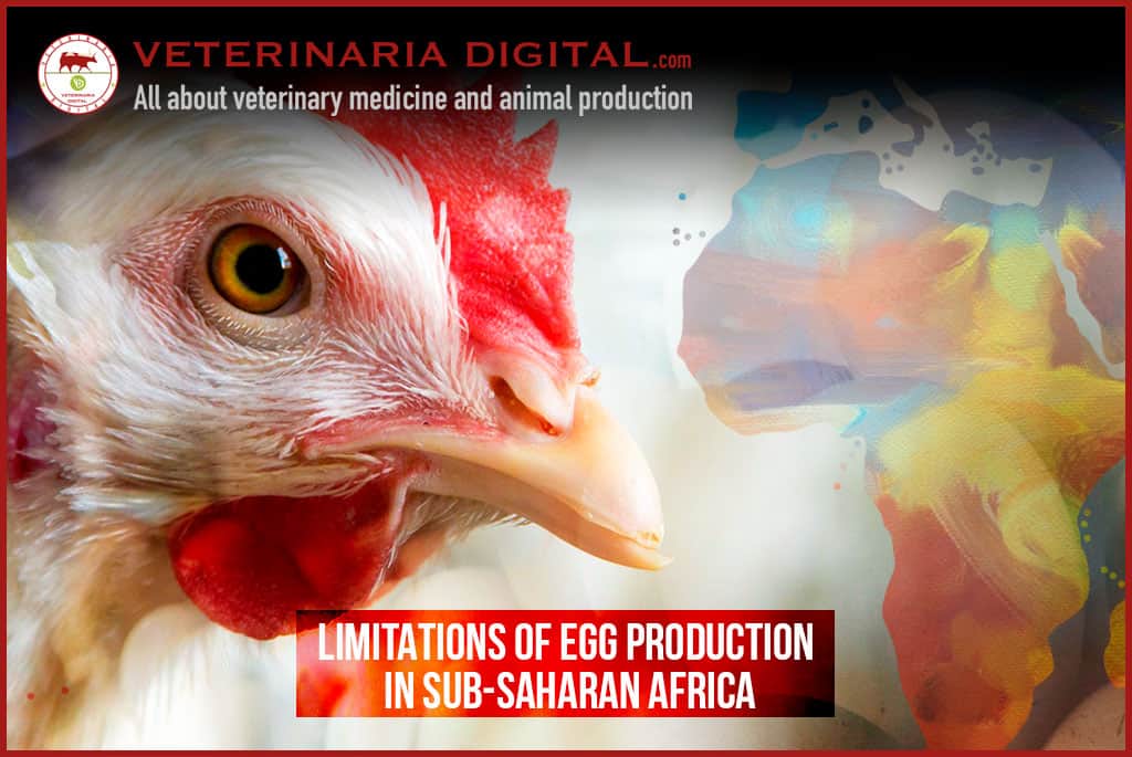Limitations of egg production in Sub-Saharan Africa