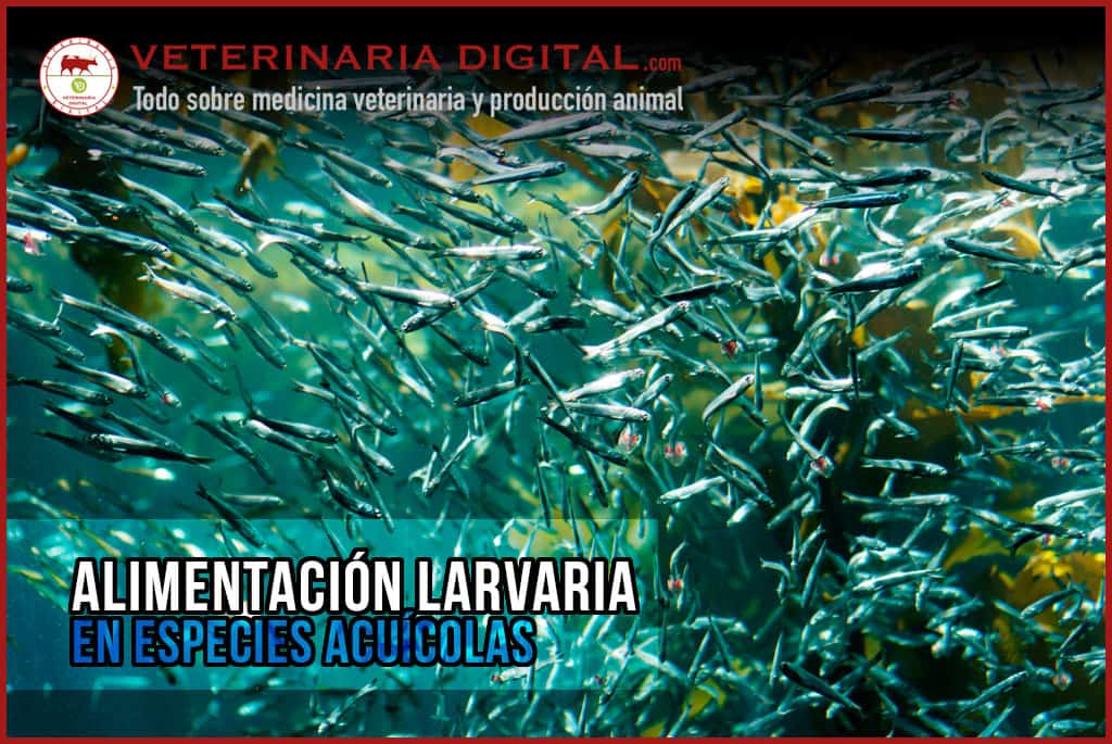 Alimentación larvaria en especies acuícolas