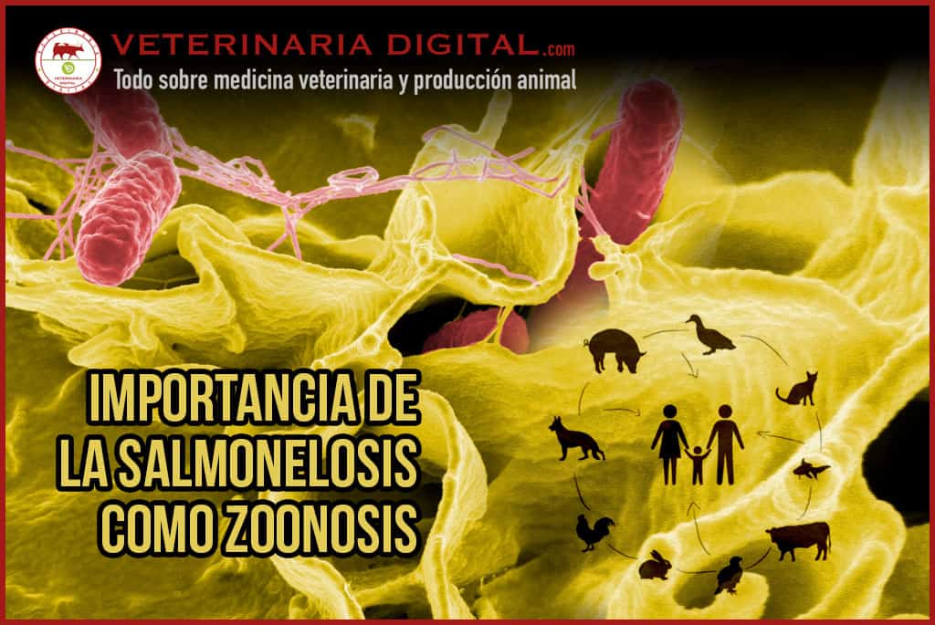 Importancia de la salmonelosis como zoonosis