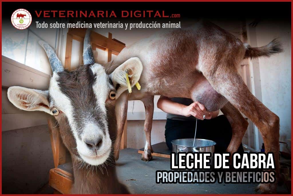 LECHE DE CABRA: Propiedades y beneficios