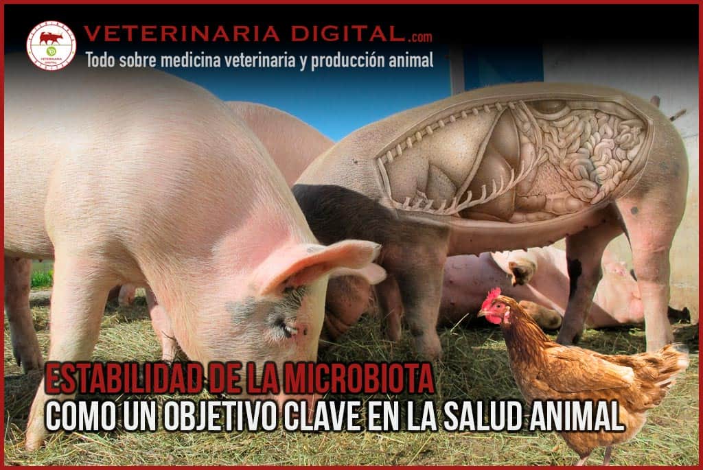 Estabilidad de la microbiota intestinal como un objetivo clave en la salud animal