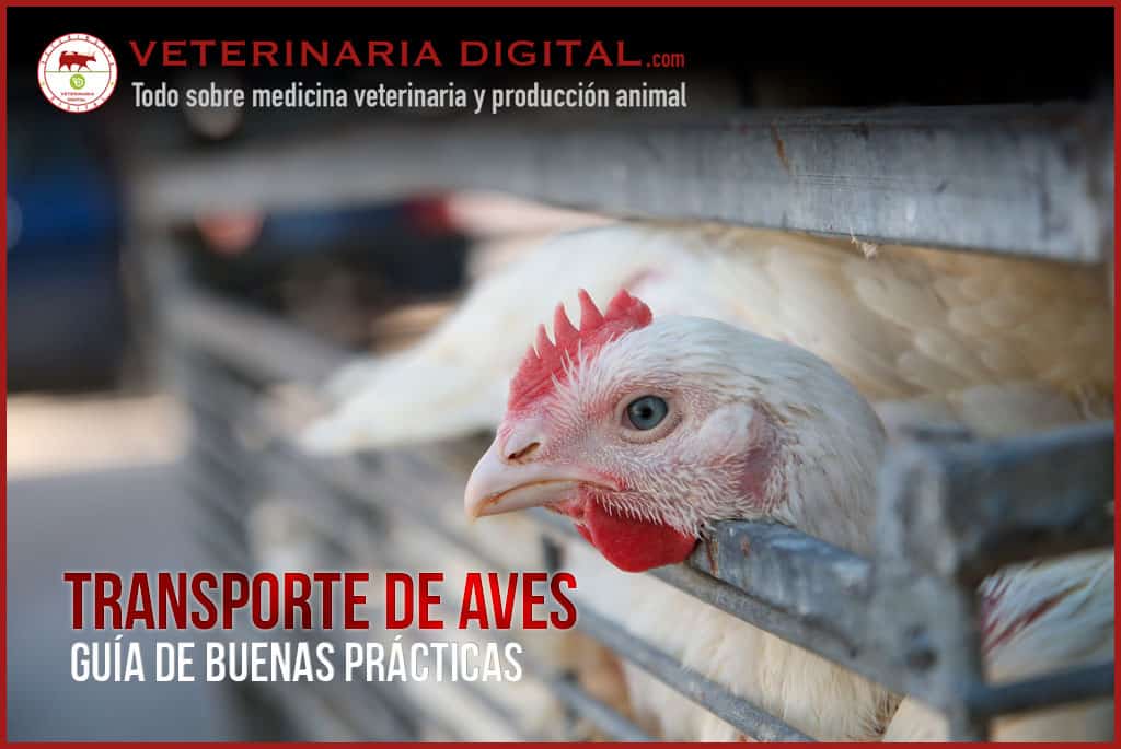Transporte de aves: Guía de buenas prácticas