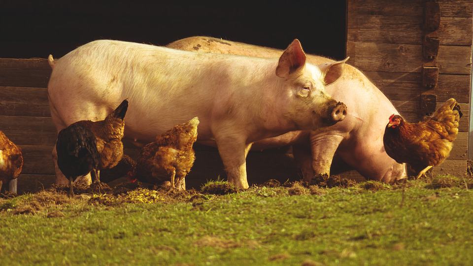 Animal welfare and the implications of stress on the immune system and production