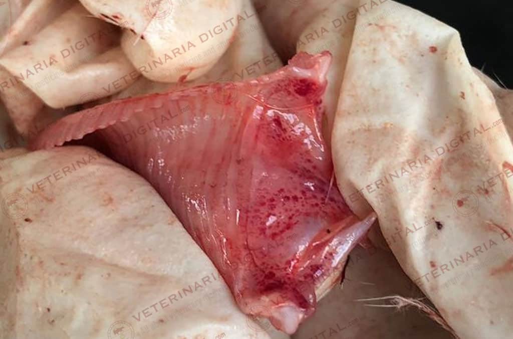 Tracheal lesions in a IBV case