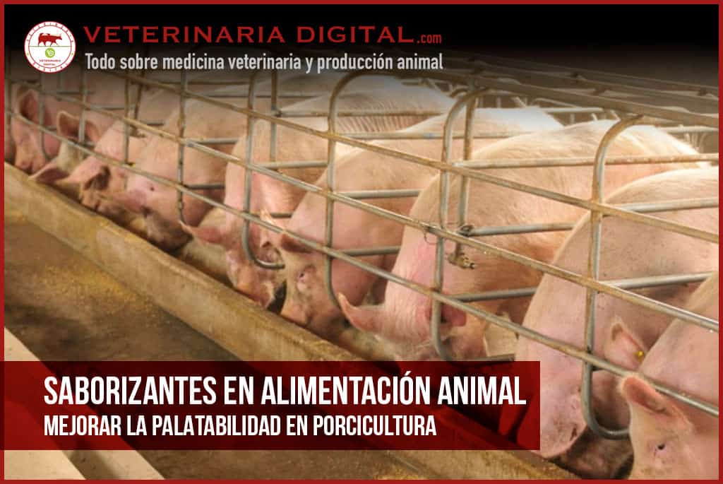 Saborizantes en alimentación animal: Mejorar la palatabilidad en porcicultura