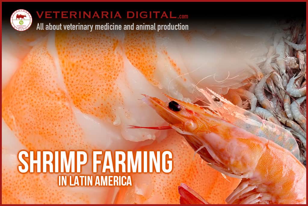 Shrimp farming in Latin America