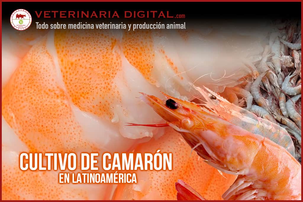 Cultivo de camarón en Latinoamérica