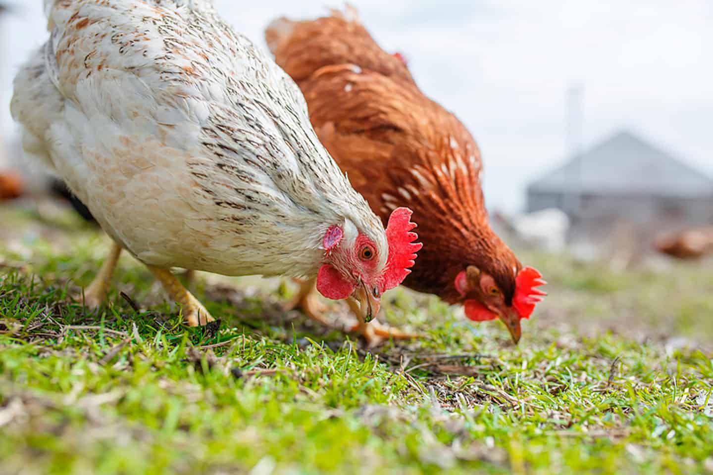 Technological innovation to prevent mycotoxicosis