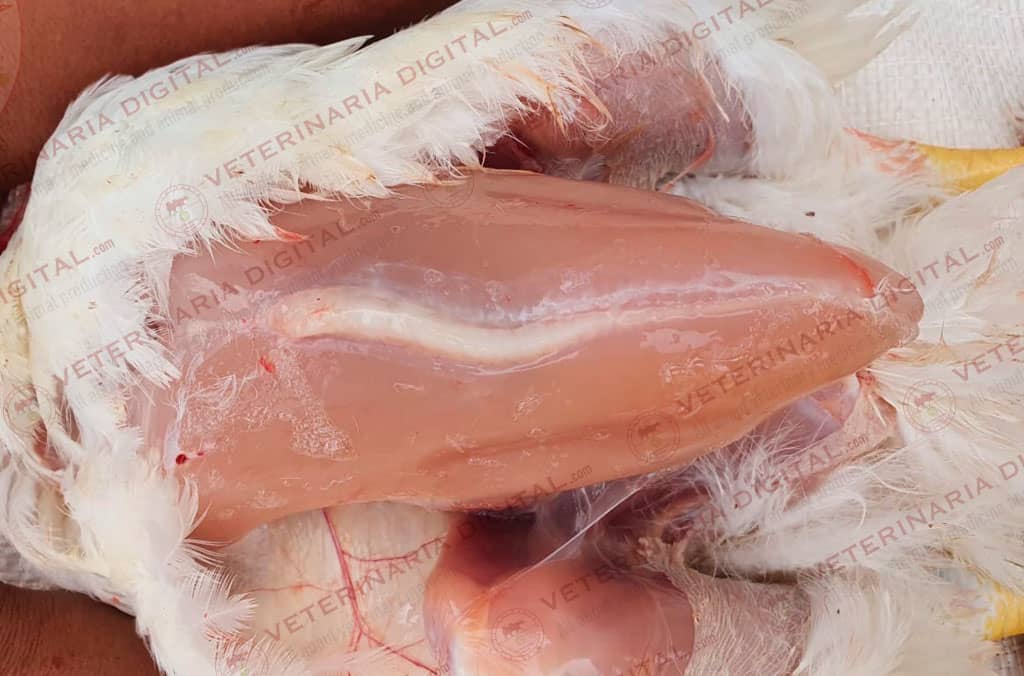 Deviated keel bone in broiler