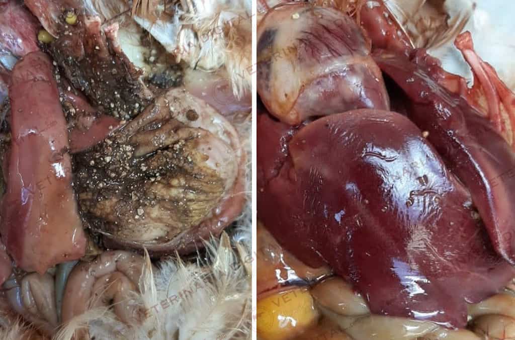 Toxicidad por sorgo “anti-pájaros”