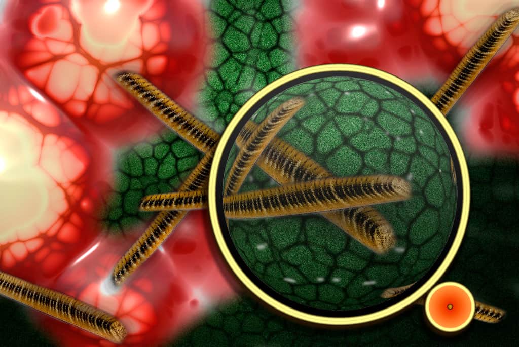 MRC Centre for Medical Mycology presents Myco-Talks