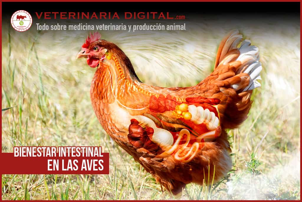Bienestar intestinal en las aves – La clave es un enfoque holístico