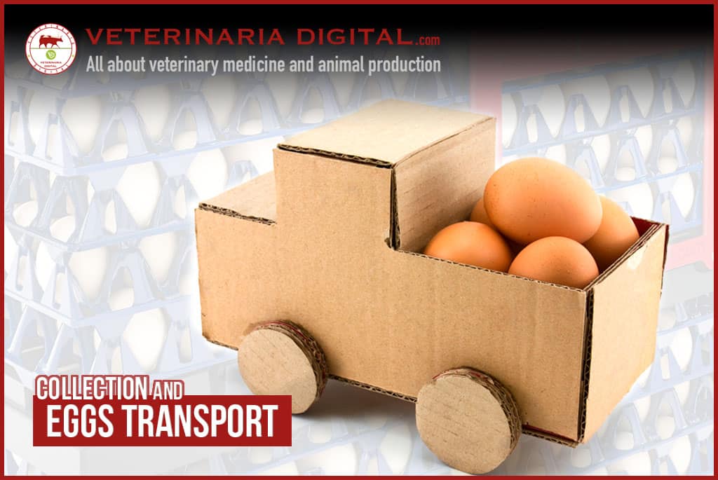 key aspects in collection and eggs transport