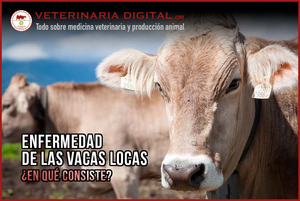 Enfermedad de las vacas locas | ¿En qué consiste?