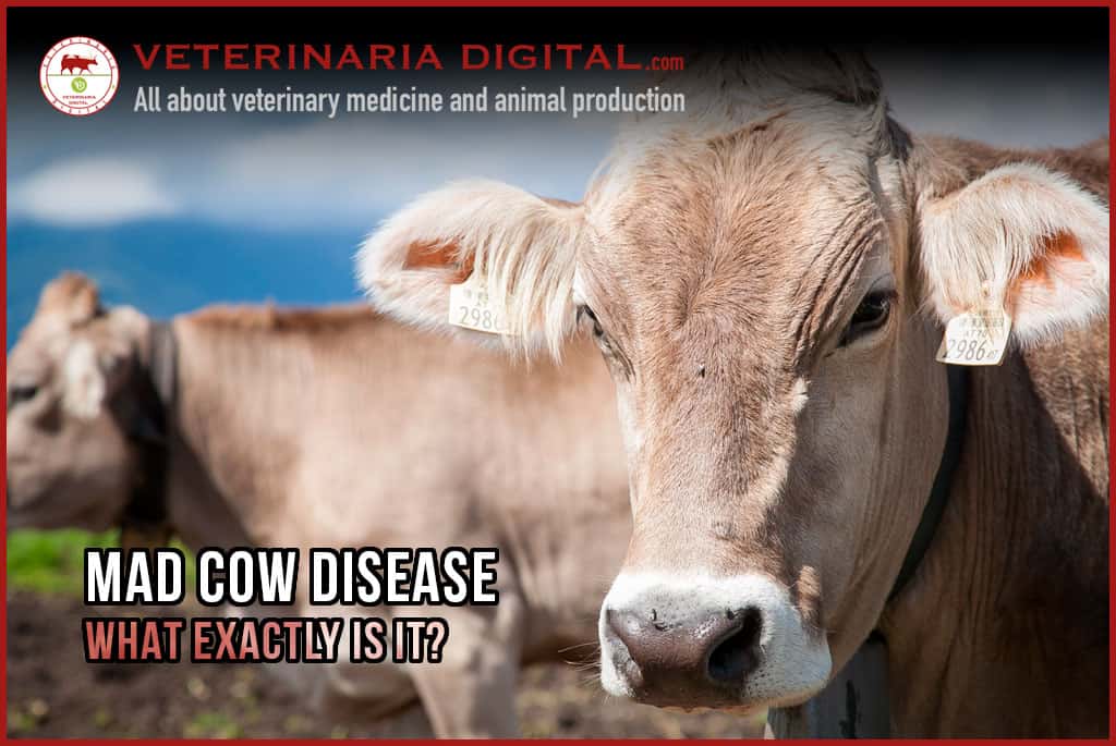 Mad cow disease | what exactly is it?