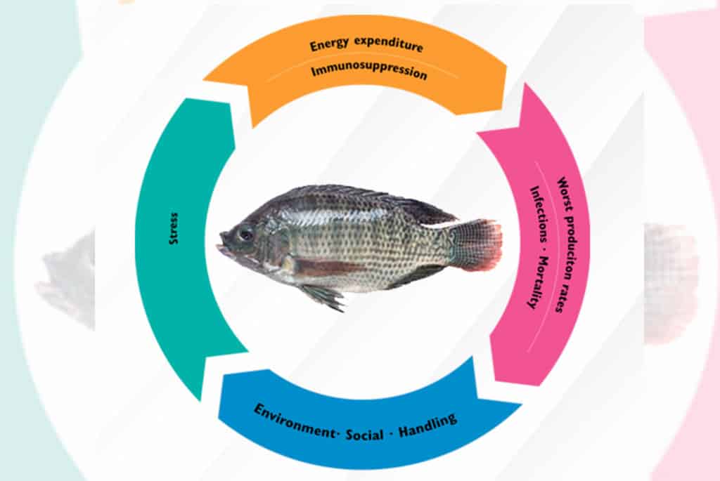 Natural immunostimulants: natural solution to prevent the consequences of stress in aquaculture