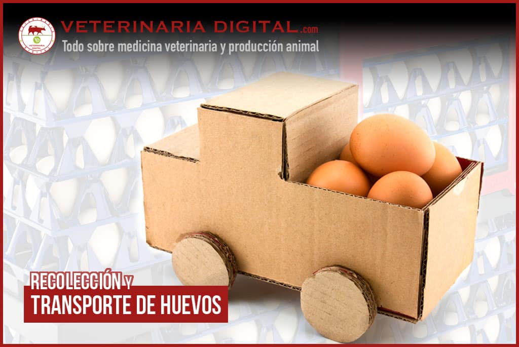 Recolección y transporte de huevos: aspectos clave
