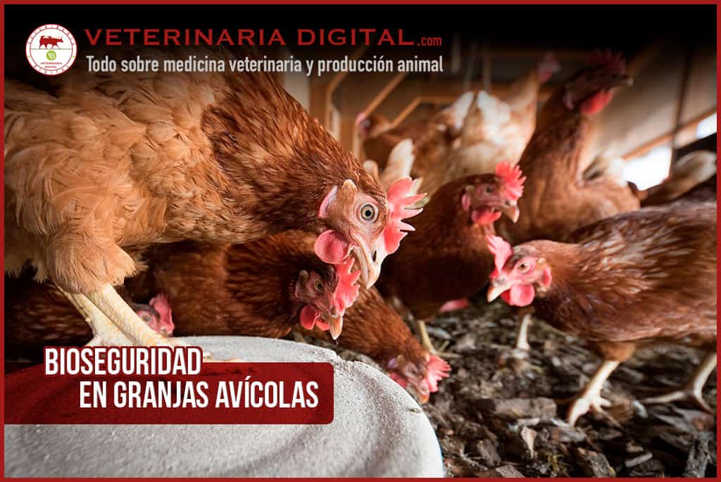 Bioseguridad en la granja avícola