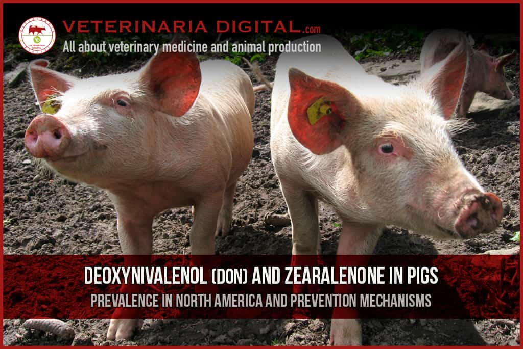 Deoxynivalenol (DON) and zearalenone in pigs: Prevalence in North America and prevention mechanisms