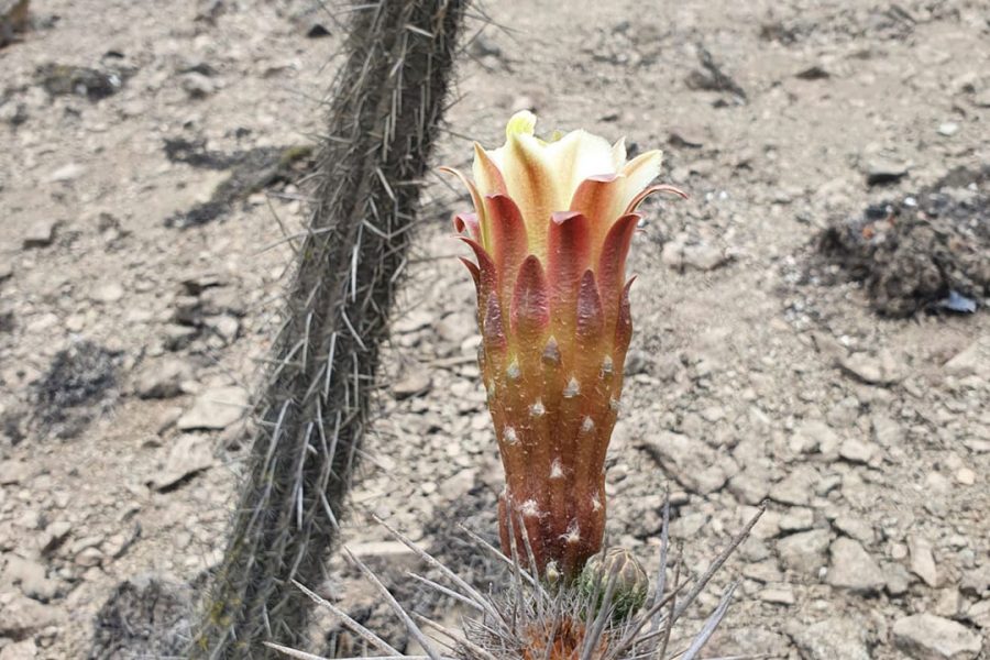 Flower in the desert
