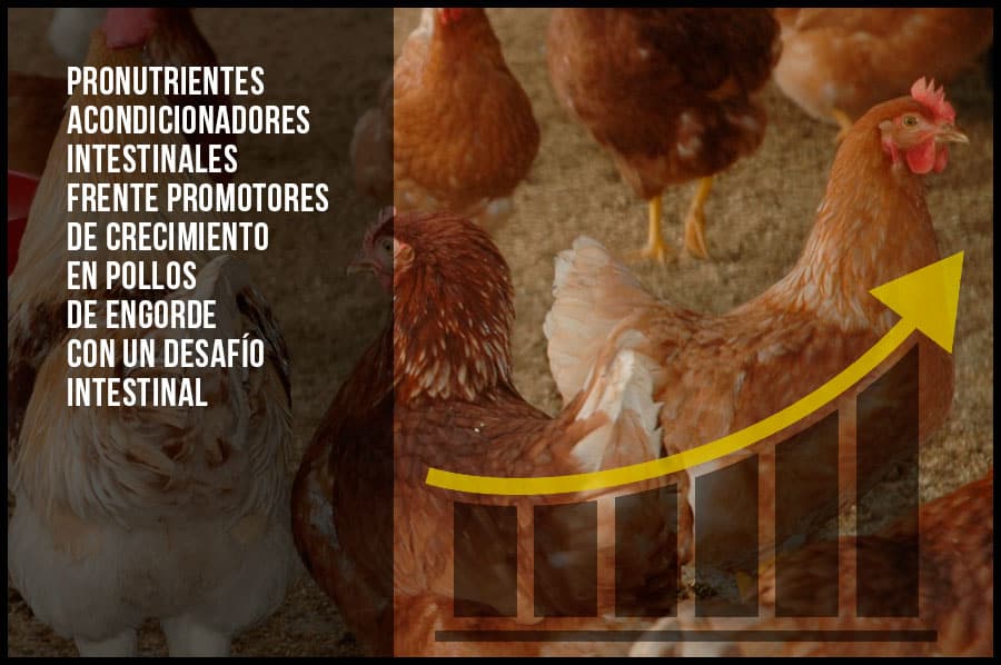 Pronutrientes acondicionadores intestinales frente a promotores de crecimiento en pollos de engorde con un desafío intestinal