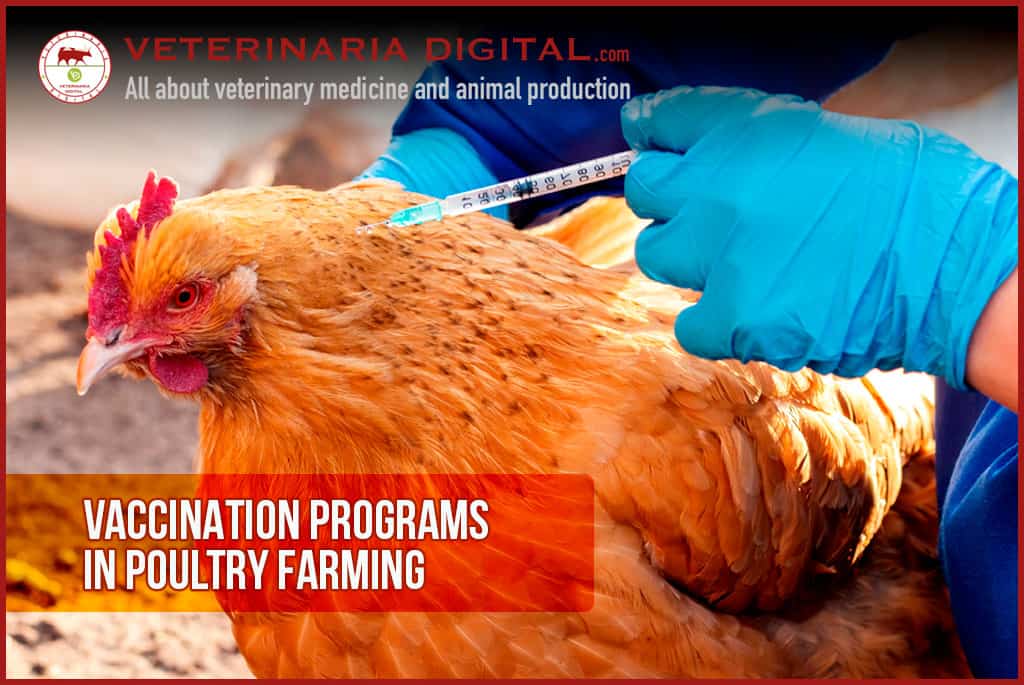 Most common vaccination programs for broilers